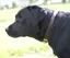 Truffle Dogs