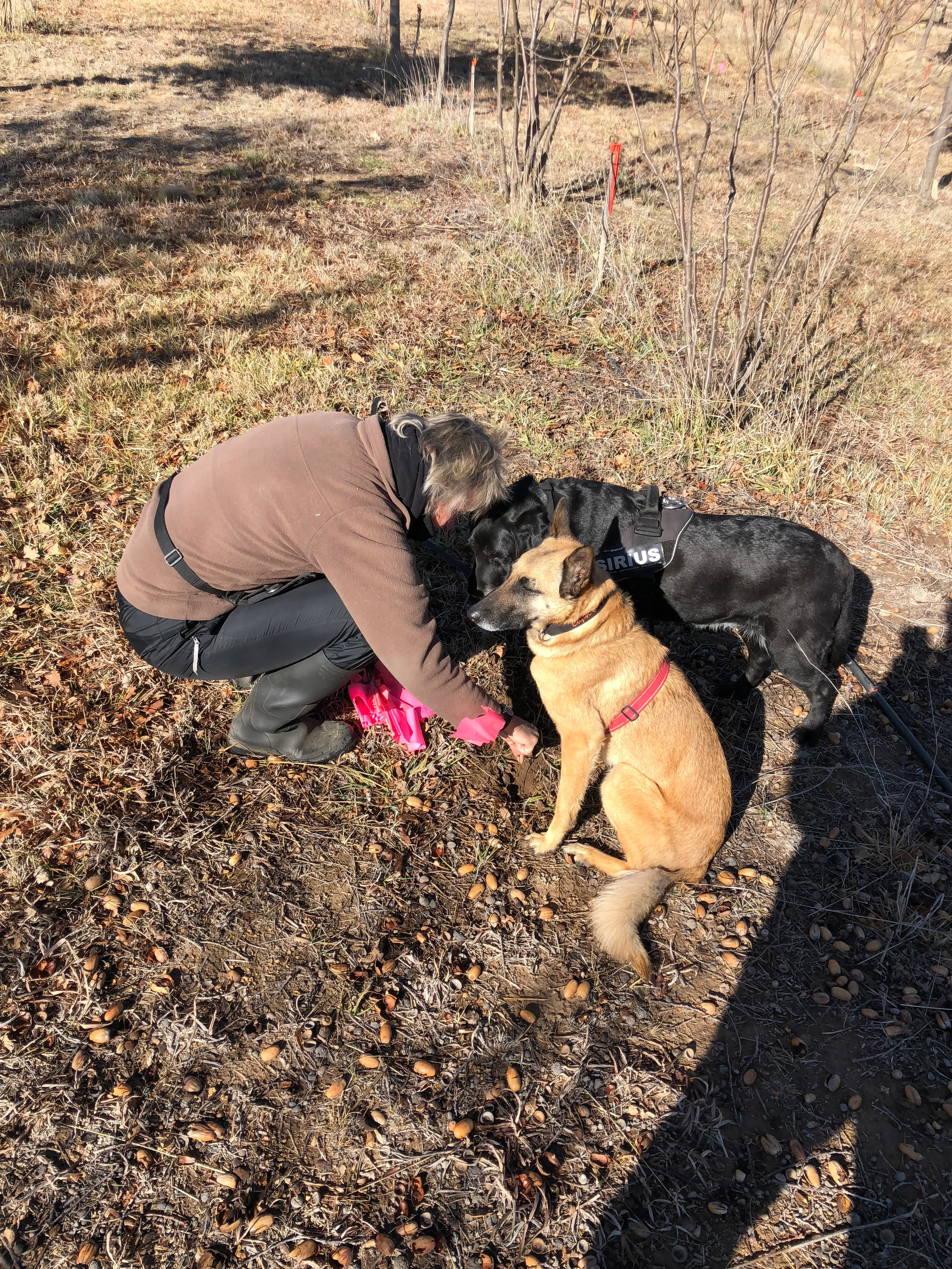 Digging up a truffle