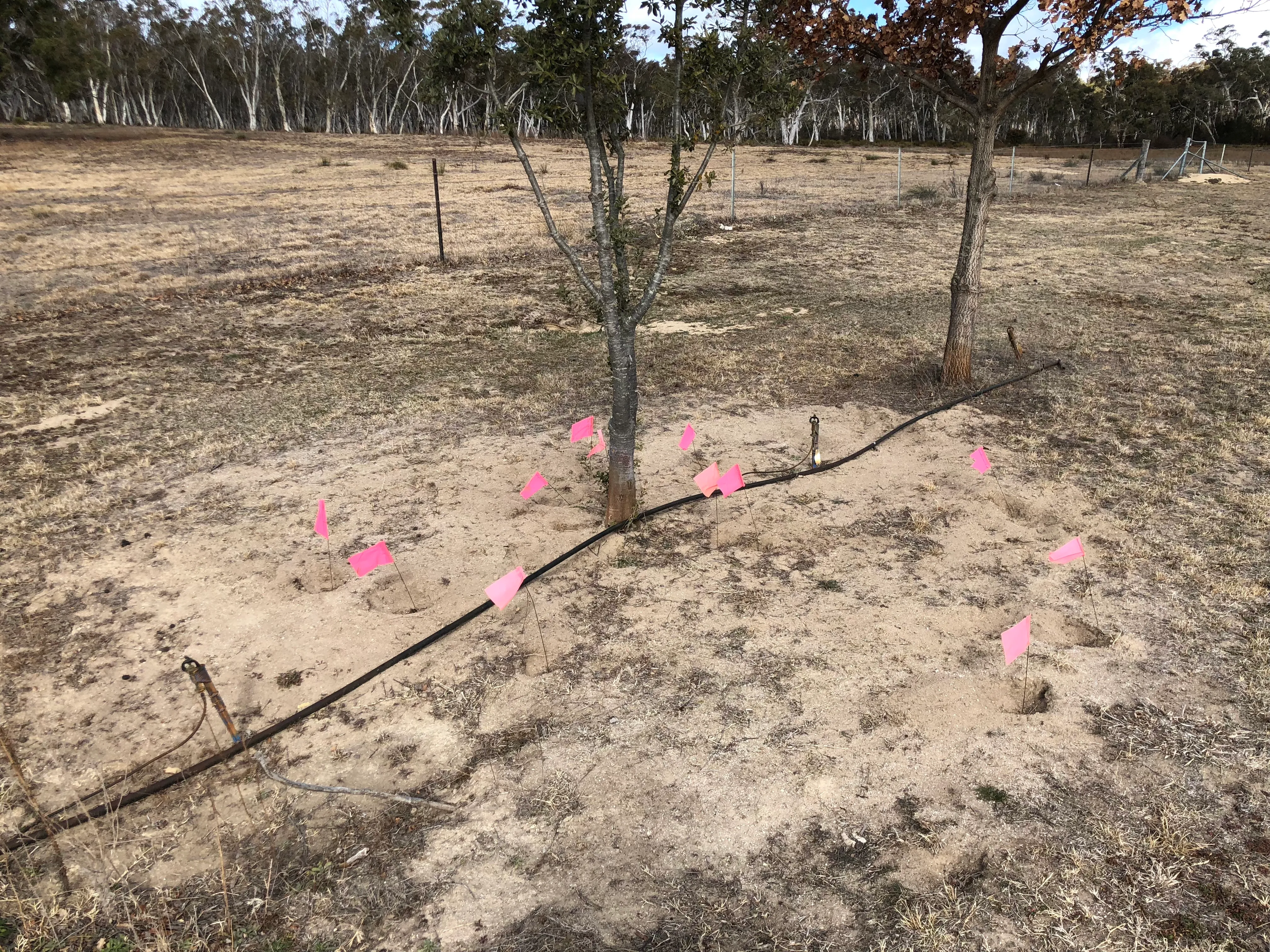 Twelve flags under one tree — Peri's record