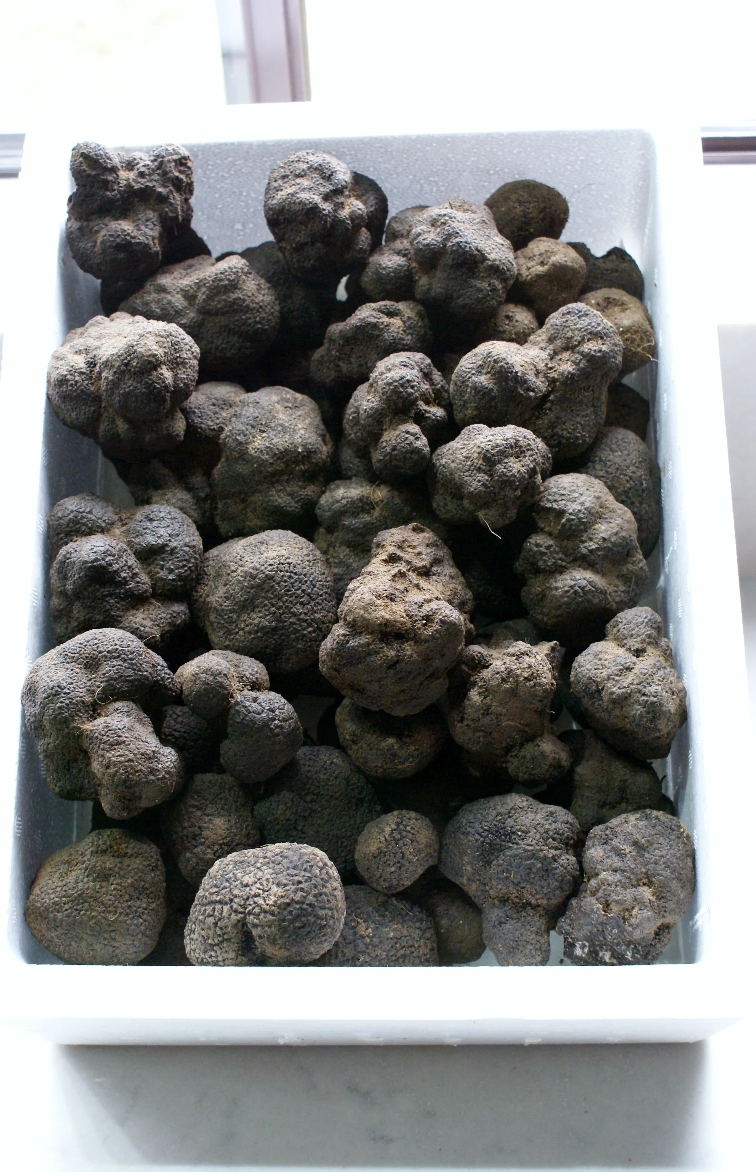 A morning's truffle haul