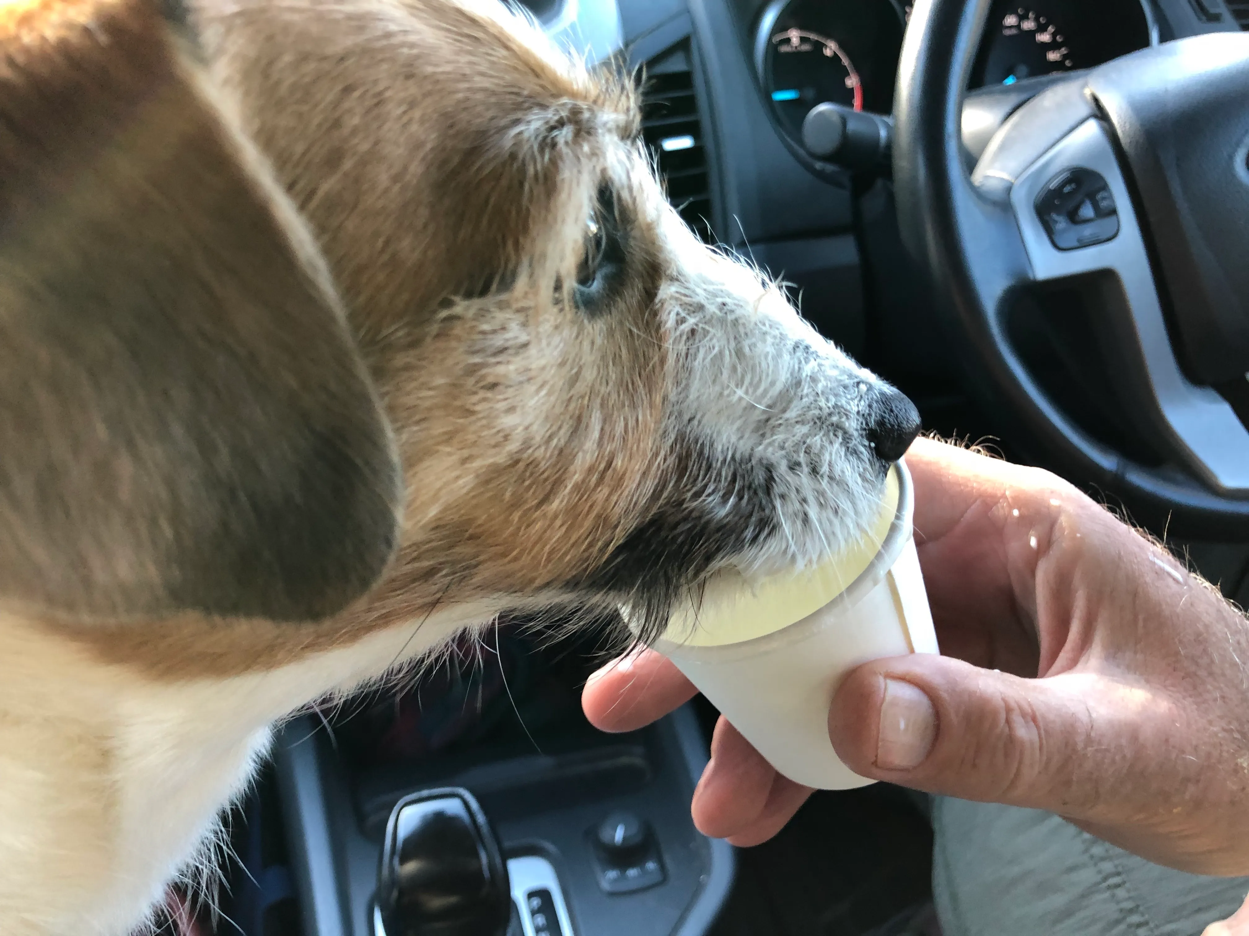 Peri with a puppuccino