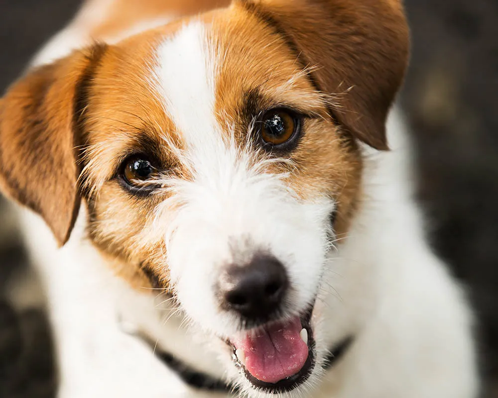 Peri, a Jack Russell truffle dog